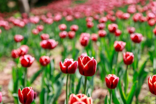 Jardín de tulipanes en primavera — Foto de Stock