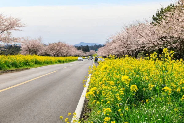 Bahar kanola blossm Jeju, Kore sokakta — Stok fotoğraf