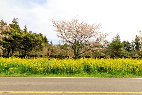 在韩国济州, 春天的油菜籽在街上开花 — 图库照片