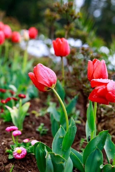 Jardín de tulipán de primavera — Foto de Stock