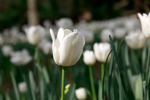 stock image Spring Tulip Garden