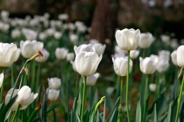 Jardín de tulipán de primavera — Foto de Stock