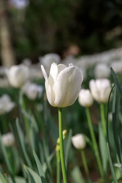 Jardín de tulipán de primavera — Foto de Stock