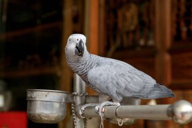 Gray parrot in Taiwan clipart