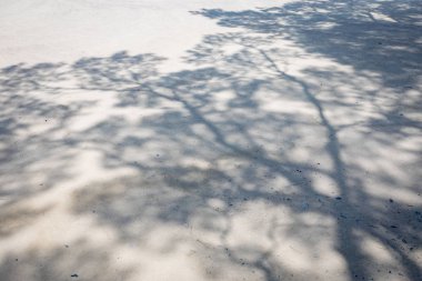 Çam ağacı yolda gölgesi