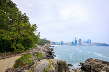 21 Haziran 2017 Dongbaekseom (kamelya Adası) sahil geçit 