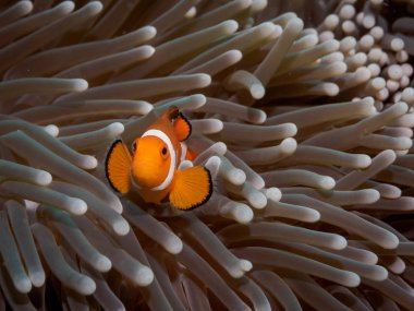 Anemon palyaço anemone fish(Nemo)