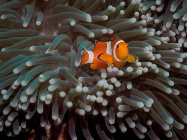 Anemon palyaço anemone fish(Nemo)