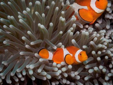 Anemon palyaço anemone fish(Nemo)