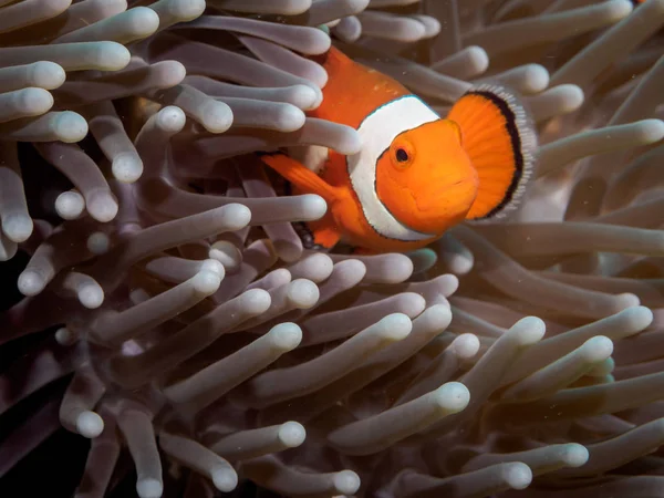 Klaun anemone fish(Nemo) v sasanky — Stock fotografie