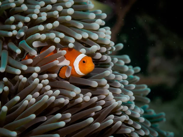 Anemon palyaço anemone fish(Nemo)