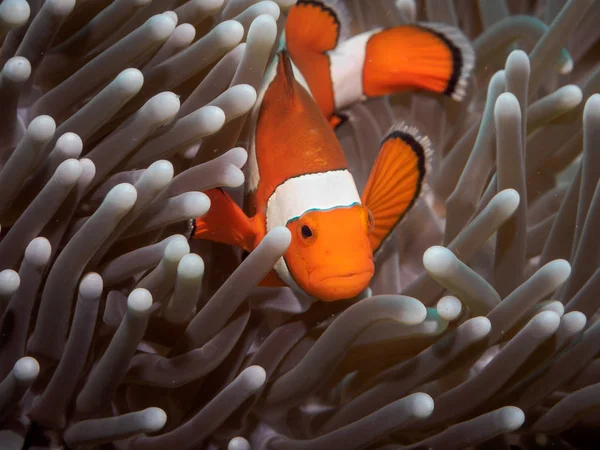 Fish(Nemo) клоун anemone, anemone, у — стокове фото