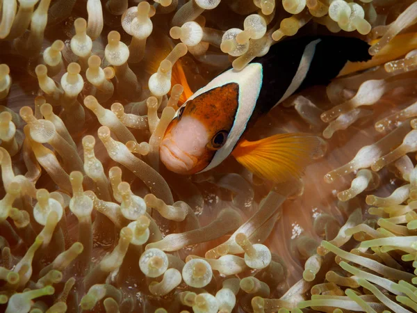 Anemonenfisch (nemo) in Anemone — Stockfoto
