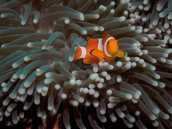 Klaun anemone fish(Nemo) v sasanky — Stock fotografie