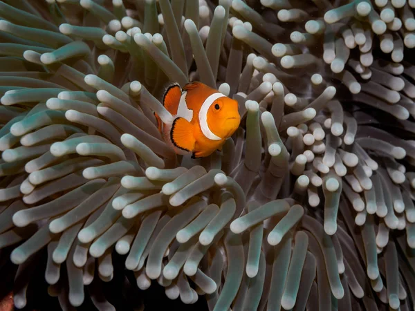 Pez payaso anémona (Nemo) en anémona — Foto de Stock