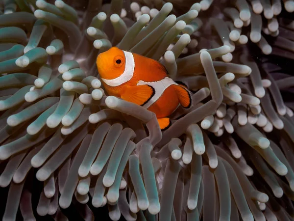 Clown anemone fish(Nemo) in anemone — Stockfoto