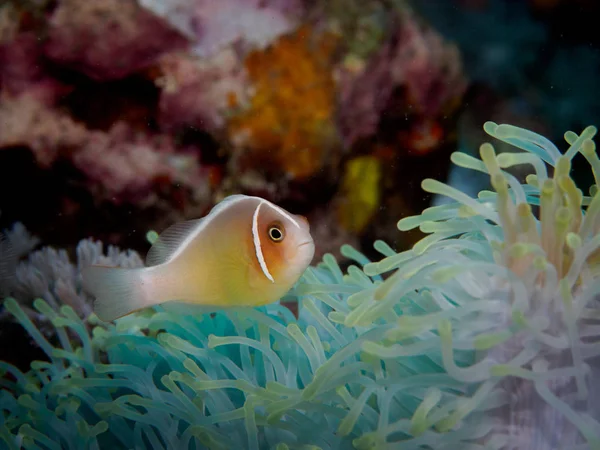 Peixarias em Anilao, Filipinas — Fotografia de Stock