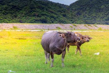 Yang ya da su aygırı