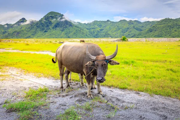 Yang ya da su aygırı