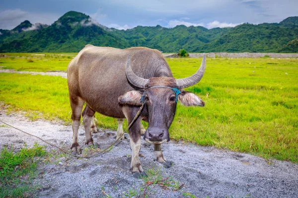 Yang ya da su aygırı
