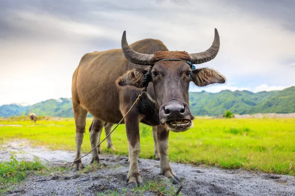 Carabao o búfalo de agua —  Fotos de Stock