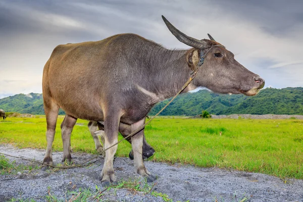 Carabao o búfalo de agua —  Fotos de Stock