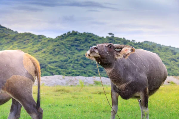 Carabao o búfalo de agua —  Fotos de Stock