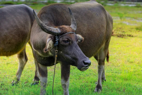 Carabao o búfalo de agua —  Fotos de Stock