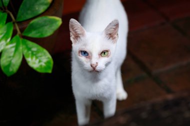 odd eye white cat clipart