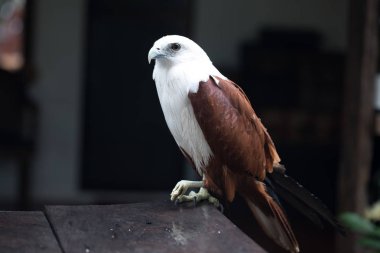 Kartal Filipinler