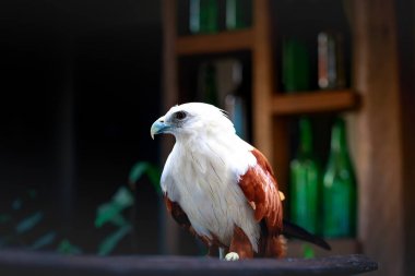 Kartal Filipinler