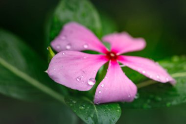 Su damlalı pembe çiçek