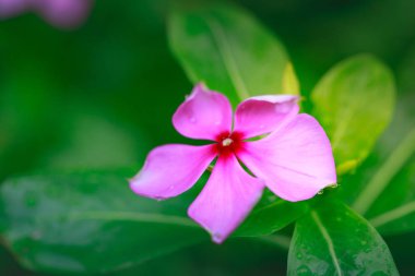 Su damlalı pembe çiçek