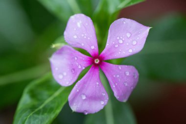 Su damlalı pembe çiçek