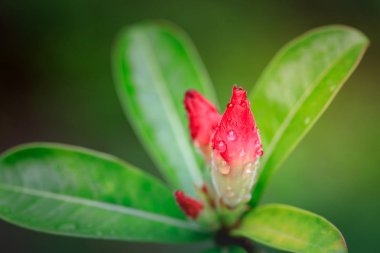 su damlaları - yaz sezonu ile kırmızı çiçek