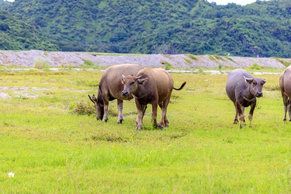 Yang ya da su aygırı