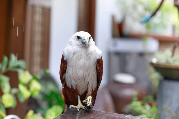 Águila en Filipinas —  Fotos de Stock
