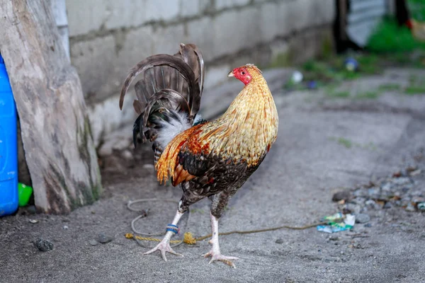 Hahn auf dem Bauernhof — Stockfoto