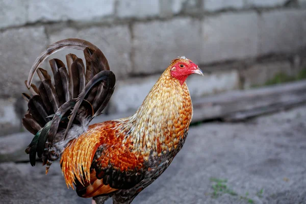 Rooster in the farm — Stock Photo, Image