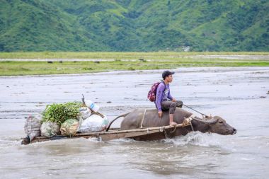 Kimliği belirsiz Filipin adam rive bir inek arabası rides