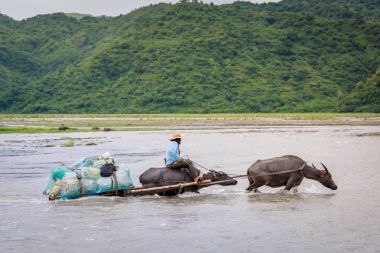 Kimliği belirsiz Filipin adam rive bir inek arabası rides