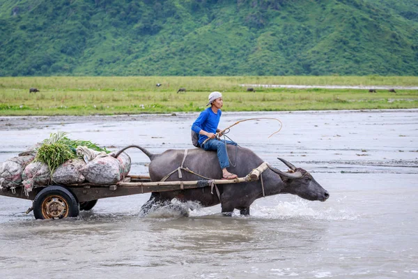 Hombre filipino no identificado monta un carro de vacas a través de la rive —  Fotos de Stock