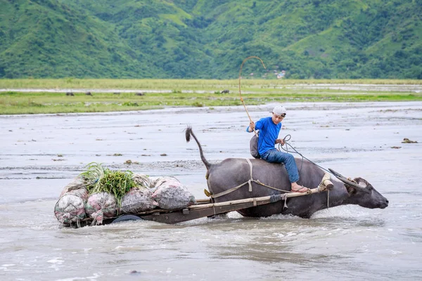 Hombre filipino no identificado monta un carro de vacas a través de la rive —  Fotos de Stock