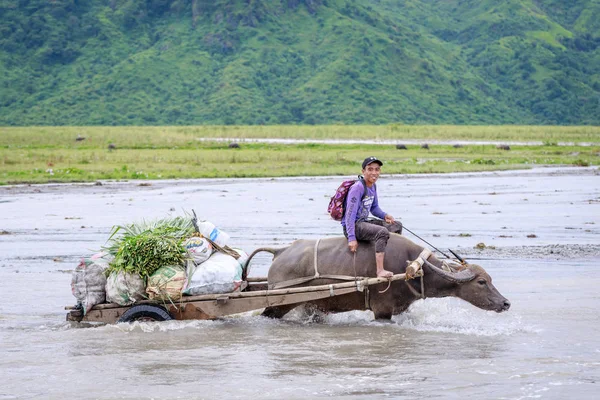 Hombre filipino no identificado monta un carro de vacas a través de la rive —  Fotos de Stock