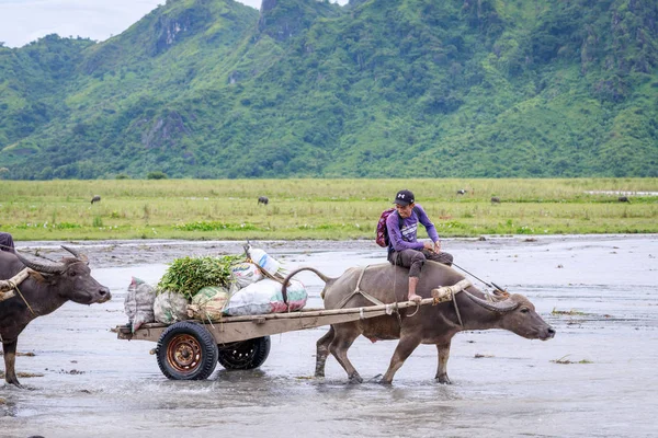 Hombre filipino no identificado monta un carro de vacas a través de la rive —  Fotos de Stock