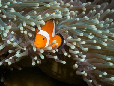 Tehlikede, suyun altında palyaço Filipinler