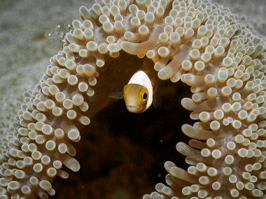 Palyaço balığı, sualtı