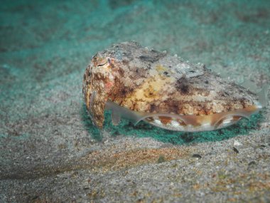 Mürekkep balığı, sualtı