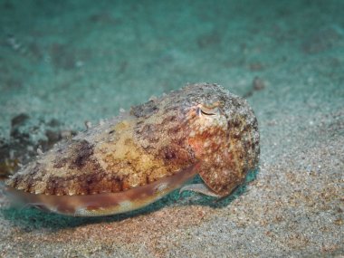 Mürekkep balığı, sualtı