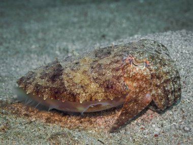 Mürekkep balığı, sualtı